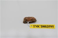 藏品(牧氏毛粒蟹)的圖片